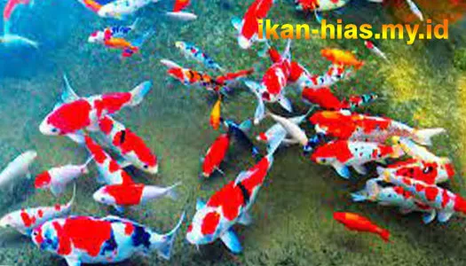 Keindahan yang Menawan Ikan Koi