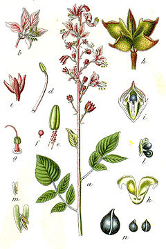 gitam, dictamnus albus, detalle, flor, flores