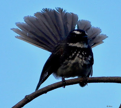 "Spot-breasted Fantail (Rhipidura albogularis), a small and agile passerine bird. Features distinctive black and white plumage with a prominent spot on the breast. Perched on a branch, displaying its fan-shaped tail and engaging in characteristic tail flicking behavior."