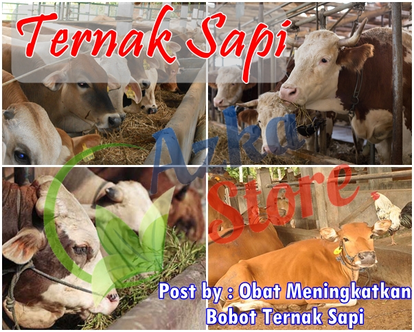 Obat Meningkatkan Bobot Ternak Sapi