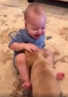 Seorang Bayi Mendapatkan Hadih Seekor Anak Anjing di Hari Ulang Tahunnya dan Tak Bisa Berhenti Menertawakan Teman Barunya Itu - Bengkelhoki