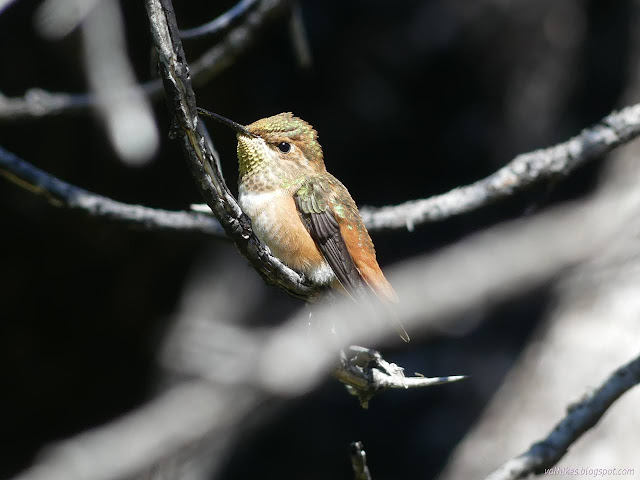 26: hummingbird on a branch