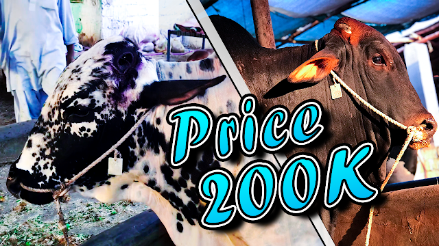 Livestock Buffalo Market (Cattle / Bhains Colony Karachi) Latest Tour | Price Updates | Episode 2 HD