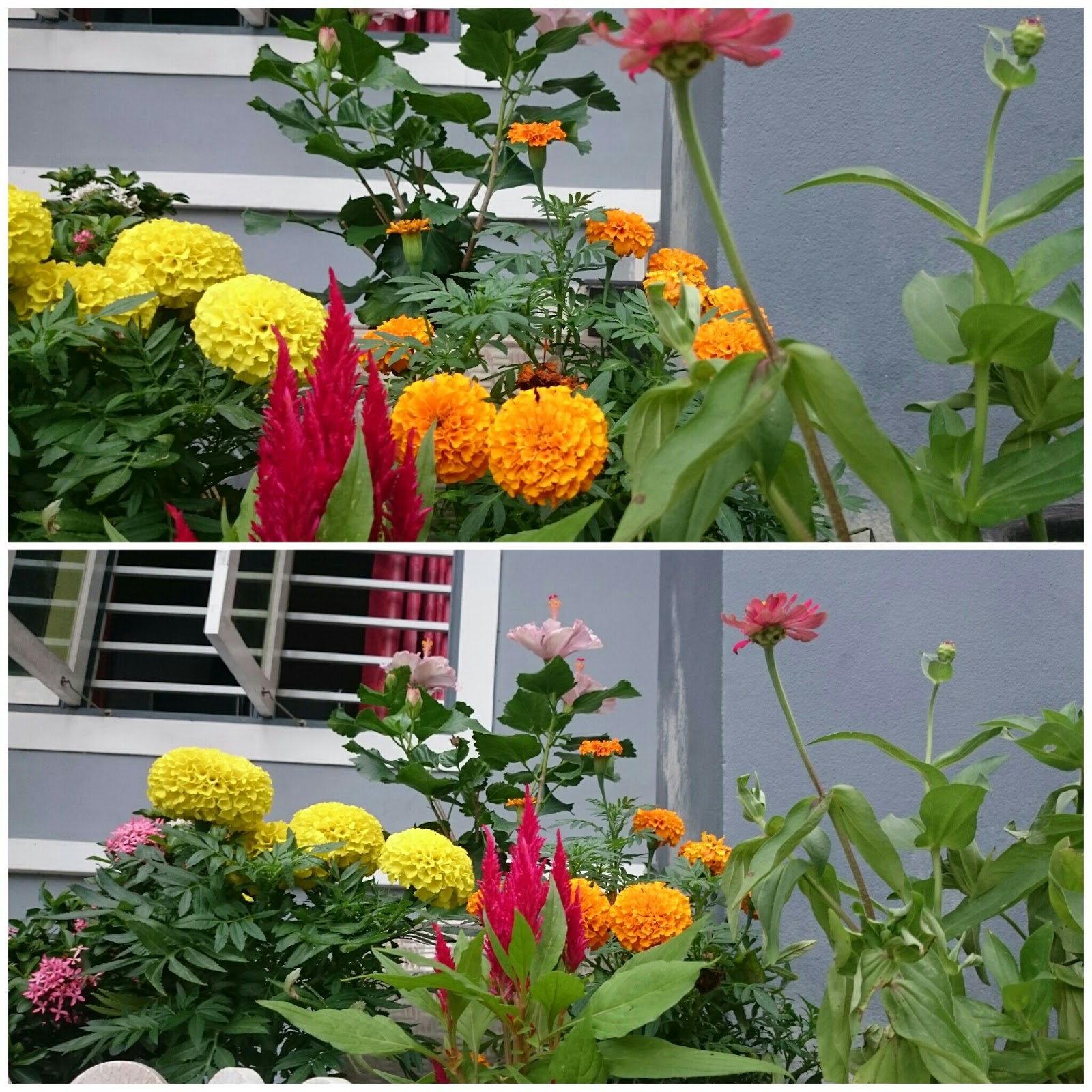 Kembara Minda 7: Bunga Raya dan Taman Mini di Rumah