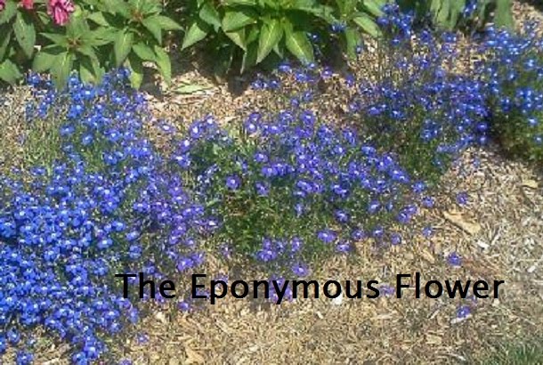 The Eponymous Flower
