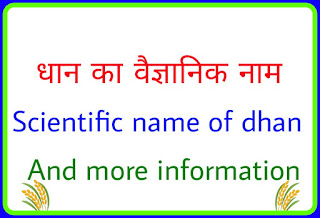 धान का वैज्ञानिक नाम एवं अन्य जानकारी। Scientific name of Dhan and more information