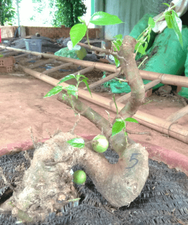 Sung Bonsai: cây số 5