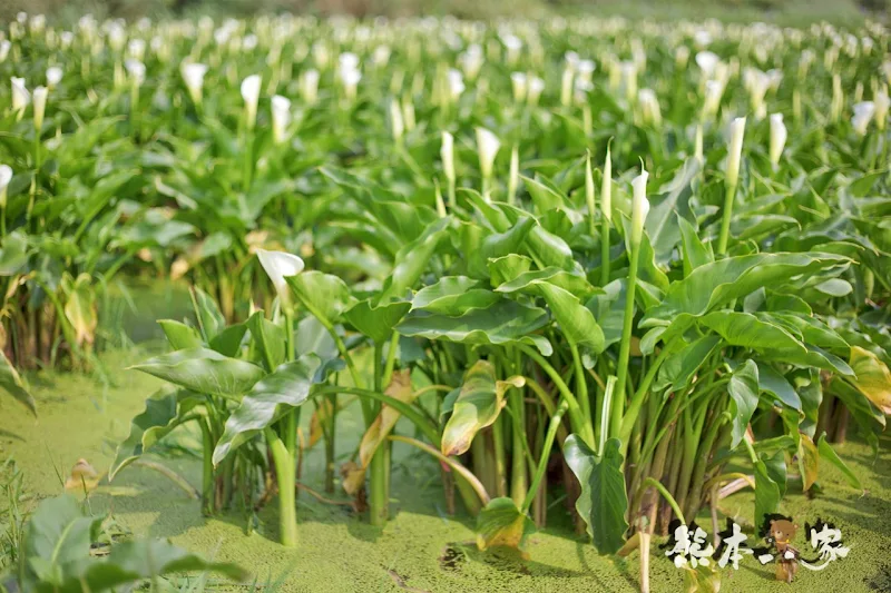 名陽匍休閒農莊｜頂湖海芋步道~台北陽明山竹子湖海芋季官網封面照就是在這拍的