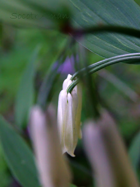 Disporum sessile