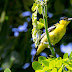 Common iora Male