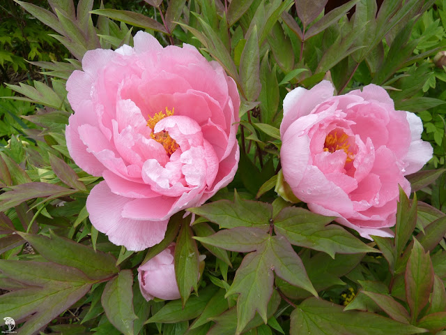 Пион 'Hanakisoi' / Пион 'Ханакисои' (Paeonia 'Hanakisoi')