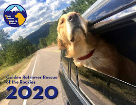 cover of Bolded Retrieve Rescue of the Rockies 2020 calendar, showing a golden retriever with its head out of the car