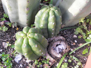 Trichocereus pachanoi