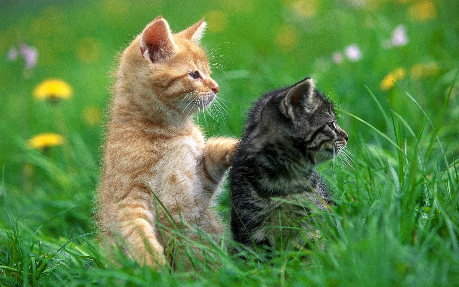 Cute Cat Wallpapers - Entertainment Only