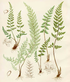 Fern illustration