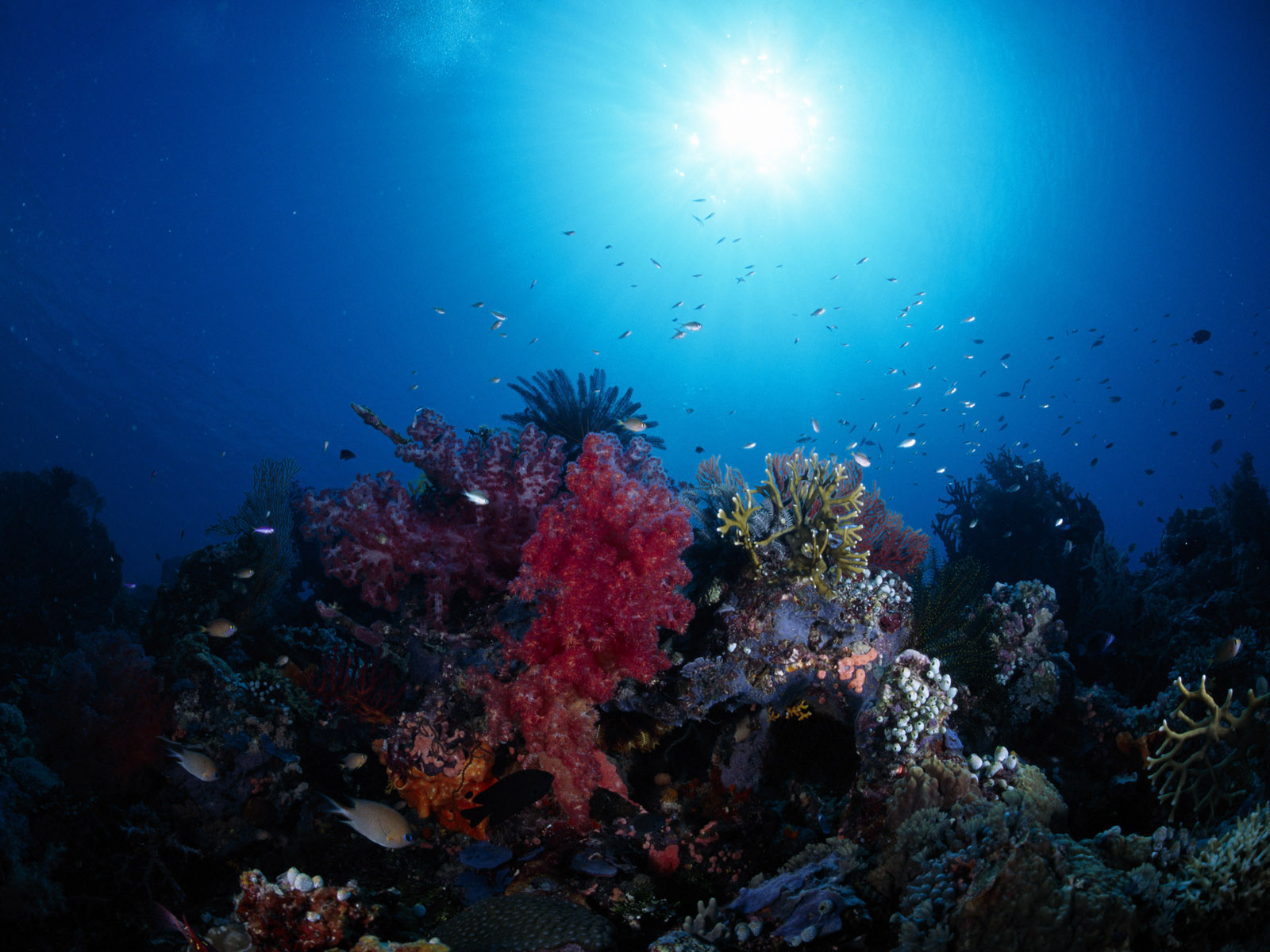 Best Wallpapers: Underwater Landscape Wallpapers