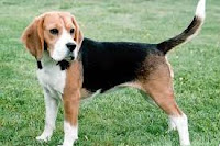 Beagle