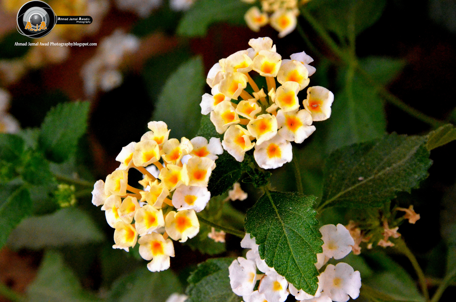 Lantana Flowers