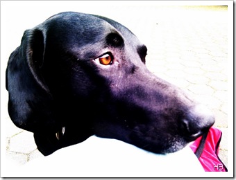 Zorro © H. Brune