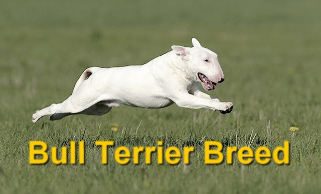 Knowledge Of Bull Terrier Dog Breed