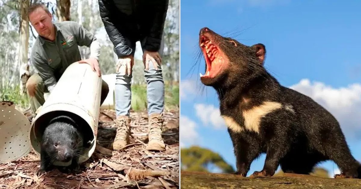 Tasmanian Devils Return To The Australian Mainland For The First Time In 3,000 Years