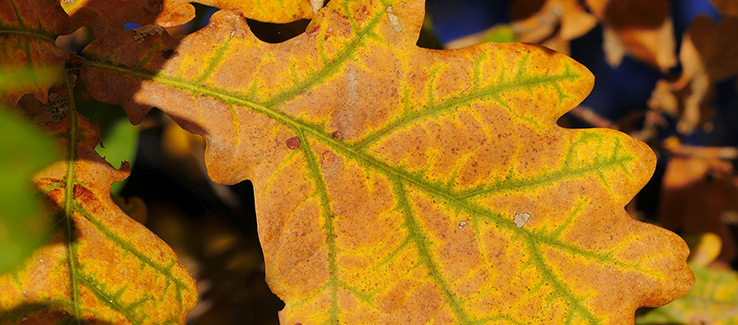 bacterial leaf scorch is one of many oak tree quercus diseases