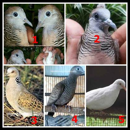 Jenis burung perkutut beserta gambar  dan ciri cirinya 