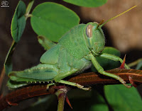 Saltamontes verde (Anacridium aegyptium)