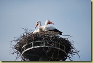 S DSC_0171 Storks 2