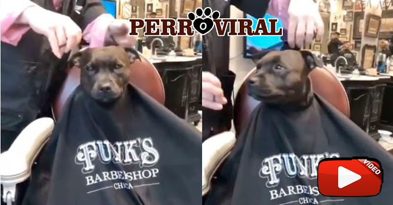 Perro fue atendido en una barbería y logró volverse viral