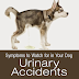 Frequent Urination And Loose Stools In Dogs