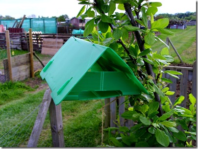 Codling moth trap