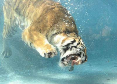 Tigers diving