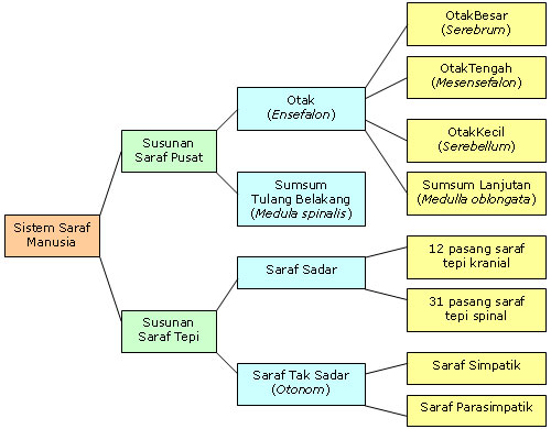 MaGic BloG Sistem Saraf Manusia