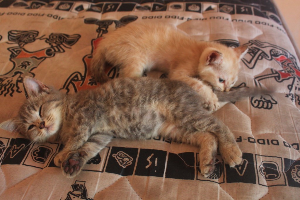 Kucing : Milo dan Mili