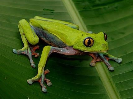 Berbagi Pengetahuan Perbedaan antara katak  dan kodok