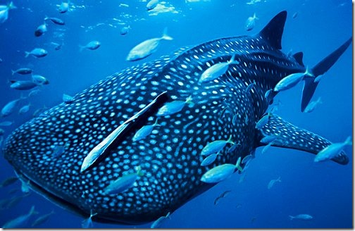 whale_shark