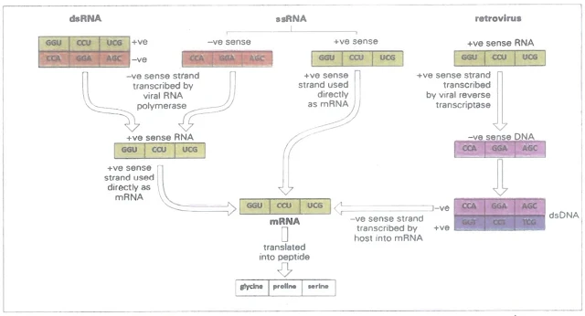 Transcription in RNA viruses