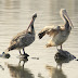 கூழைக்கடா [Spot billed Pelican]