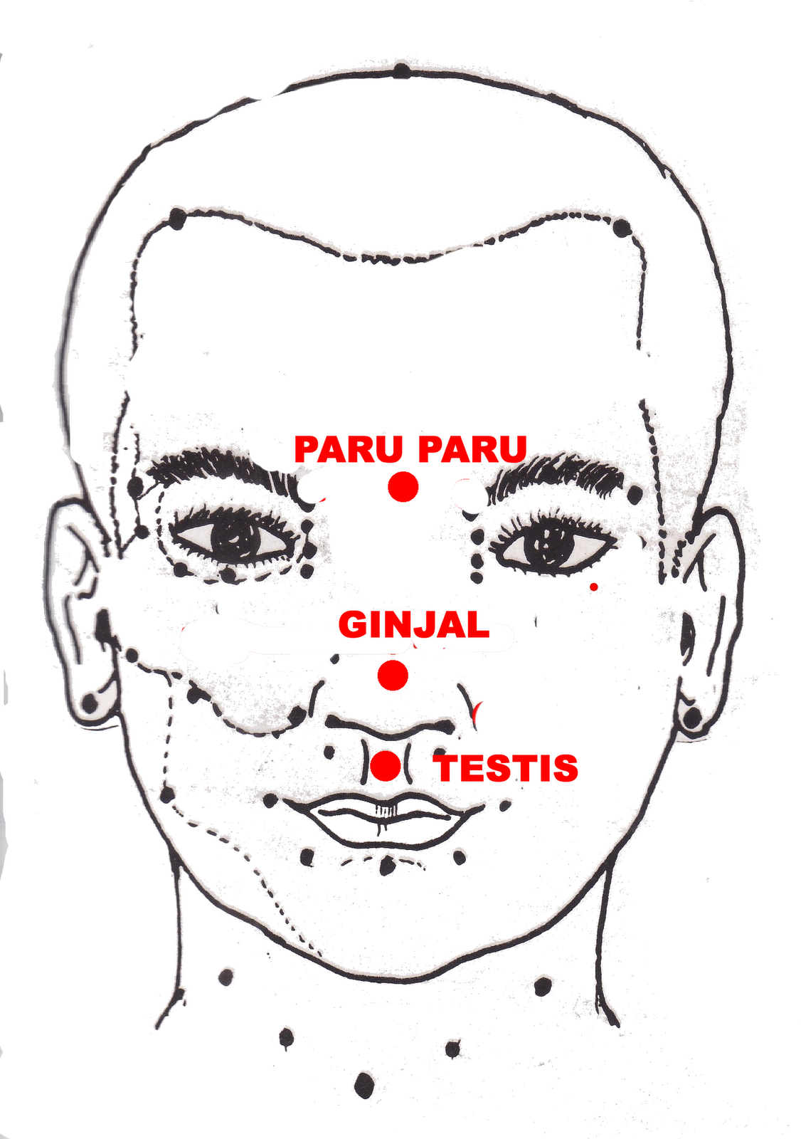 ANATOMI TITIK ACUPUNGTURAKUPRESUR