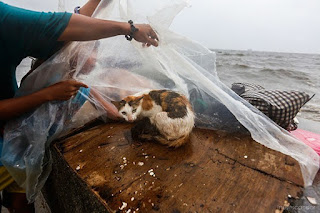 Niño Filipino Encuentra a una Gata Pariendo Durante un Tifón y su Accionar es Absolutamente Conmovedor