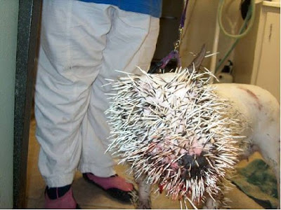 Porcupine vs. Pit Bull