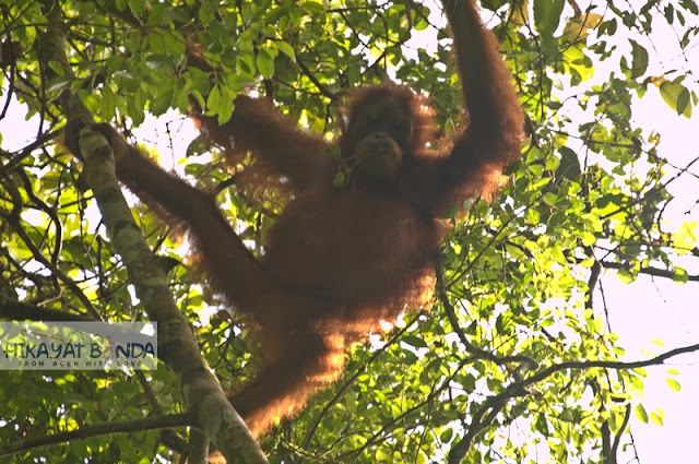 Wisata Aceh Tenggara, Mandi Air Panas Di Tengah Hutan