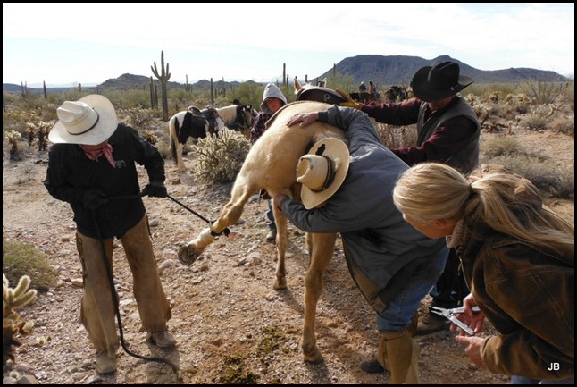 Damn Cholla!