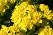 The spring flowers will now be replaced with summer flowering bedding plants . (euphorbia polychroma)