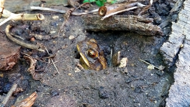A Gulf Coast toad pops emerges from its burrow.
