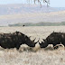 South Africa Offers Nine Black Rhinos To Tanzania