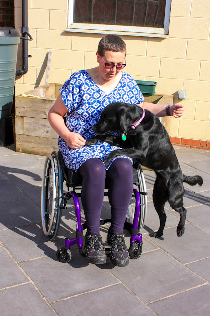 I'm sitting in my new chair and Liggy, my black lab assistance dog, has jumped up and has her front paws on my lap. 
