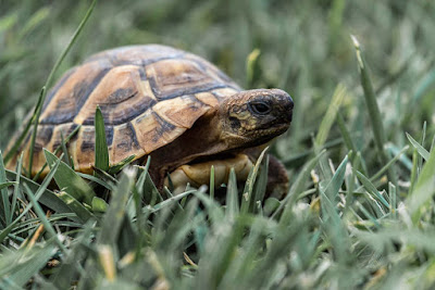 कछुओं के बारे में जानकारी व् रोचक तथ्य | Tortoise And Turtles About In Hindi