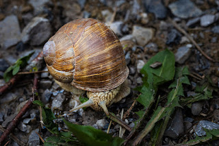 Weinbergschnecke im Wald bei Pfungen.